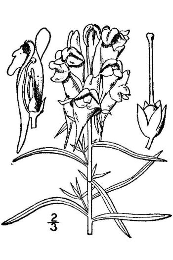 Linaria vulgaris